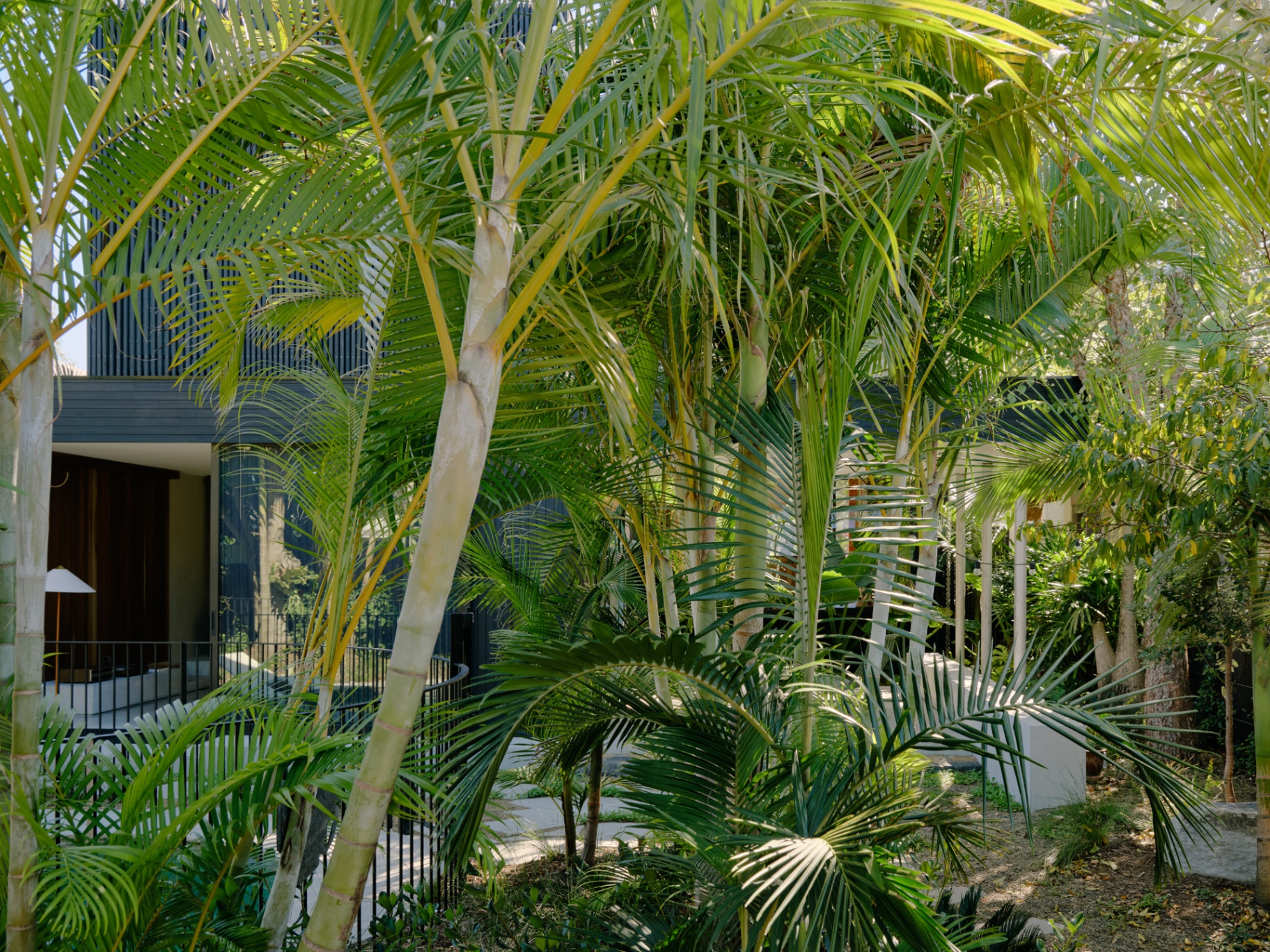 Subtropical garden, palm canopy